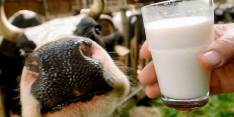 Faktori koji utiču na proizvodnju mlijeka goveda